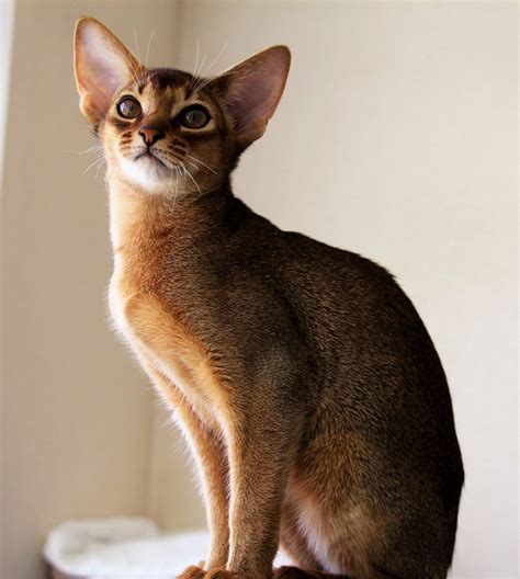 Abyssinian breed description, characteristics, appearance, history - Hvostnyus - BestHouseCatCare