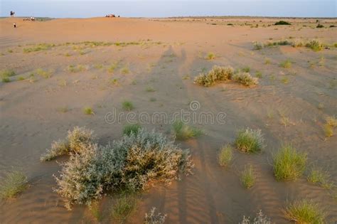 Mexican Feather Grass , Stipa Tenuissima, Small Desert Plants Growing at Sand Dunes of Thar ...