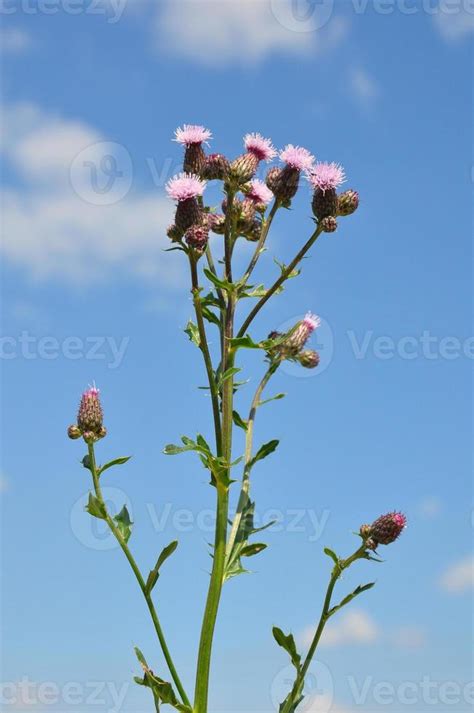 Creeping thistle Cirsium arvense 1354332 Stock Photo at Vecteezy