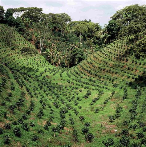 Coffee Farming – the Cultivation of Specialty Coffees | www.slurp.coffee