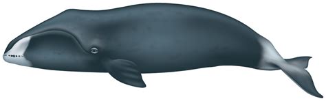 Bowhead Whale