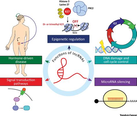 Long Noncoding RNAs in Cancer: From Function to Translation: Trends in ...