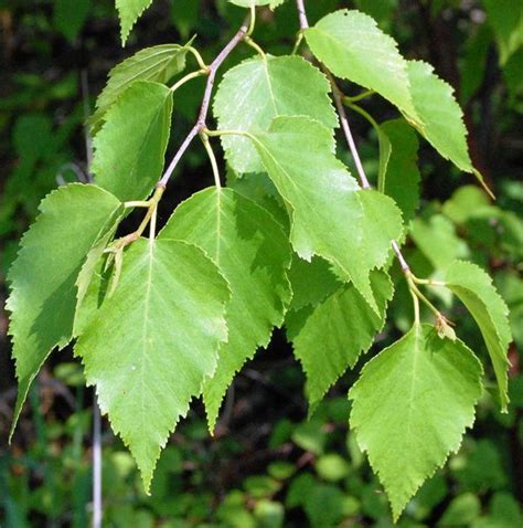 Betula papyrifera | Wholesale Nursery - Nurseries in Melbourne, Sydney ...