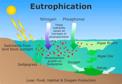 Eutrophication - Definition, Causes & Effects | Chemistry | Byju's