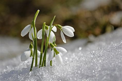 Spring Snowdrop · Free photo on Pixabay