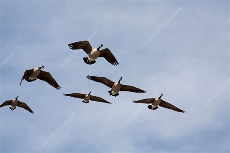 Canada Goose flock - Stock Image - F031/5408 - Science Photo Library