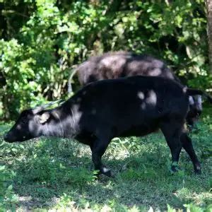 Lowland Anoa - Facts, Diet, Habitat & Pictures on Animalia.bio