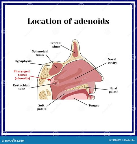 Tonsil Adenoid Anatomy