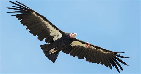 California Condor Overview, All About Birds, Cornell Lab of Ornithology