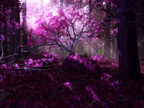 Purple Forest - Daydreaming Wallpaper (17767563) - Fanpop