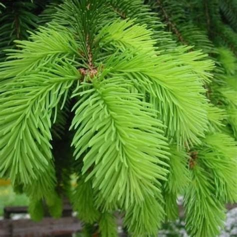 Buy Norway Spruce (Picea Abies) 30+ seeds online :: Seeds :: HobbySeeds Store