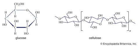 Basic Carbohydrate Chemical Structure