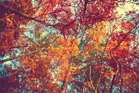 Fall Leaves Backgrounds Tumblr