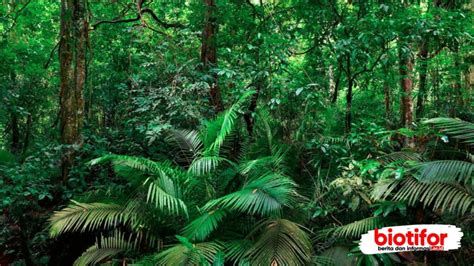 Tumbuhan Hutan Hujan Tropis: Keajaiban Keanekaragaman Hayati