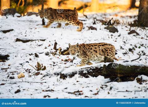 A Lynx Child Hunting in the Snow Stock Image - Image of forest, habitat: 156025839