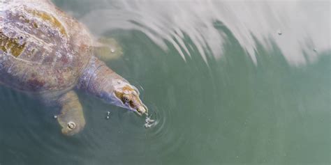 Chinese Softshell Turtle - WildArk