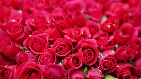 Red Roses Petals Flowers Background HD Flowers Wallpapers | HD ...