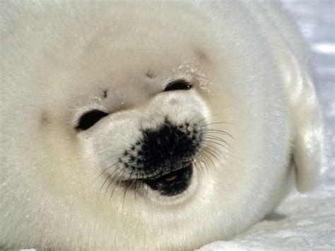 Happy seal - Funny pictures of animals