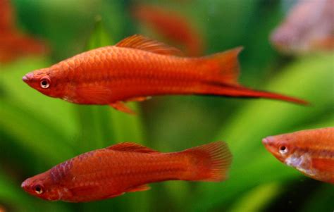 Red Velvet Swordtail Live-bearer - Goodjoseph LIVE Fish Store