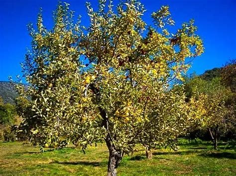 Golden Delicious Apple Tree For Sale | The Tree Center