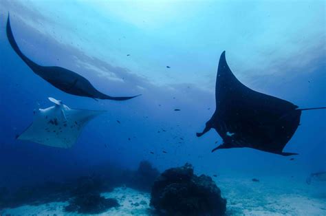 Magical Manta Ray Migration