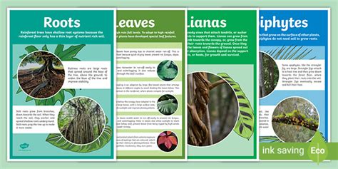 What Plants Grow in the Rainforest - Adaptations Posters