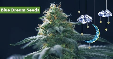 Where's Best to Buy Blue Dream Seeds Online | 10Buds