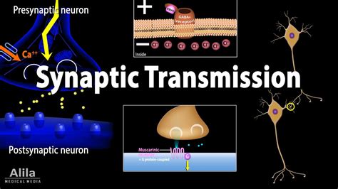 Neuroscience basics: Synaptic transmission - Chemical synapse ...