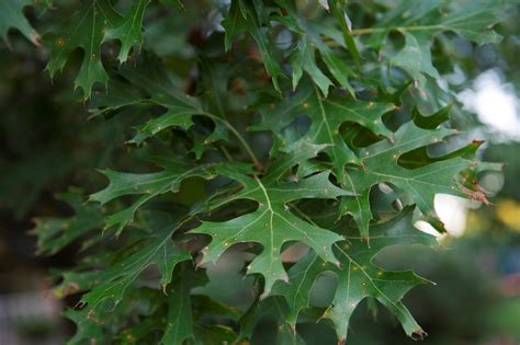 What are these brown spots on my Red Oak leaves? - Sugar and Sap