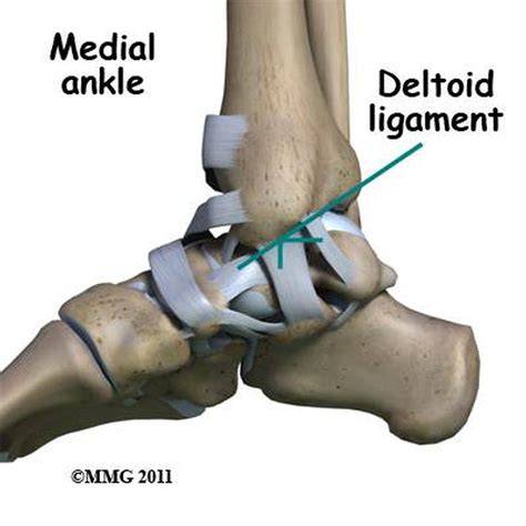 Pictures Of Ankle Joint, Deltoid Ligament