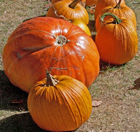 Pumpkins In The Grass Free Stock Photo - Public Domain Pictures