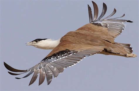 Great bustard - Our Planet