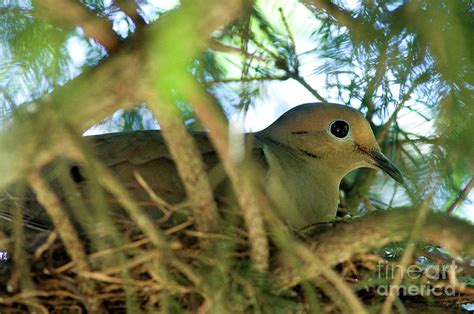 Mourning Dove on Nest Photograph by Thomas R Fletcher - Fine Art America