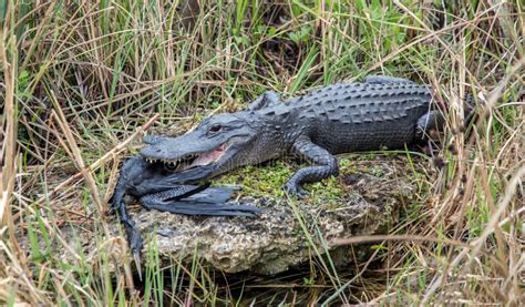 American Alligator with Prey Stock Photo - Image of wildlife, turtle ...