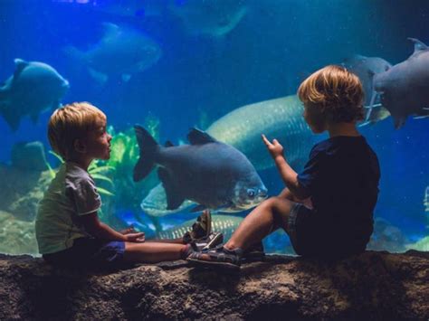 WATCH: New Beluga Whale Arrives At Mystic Aquarium | Stonington, CT Patch