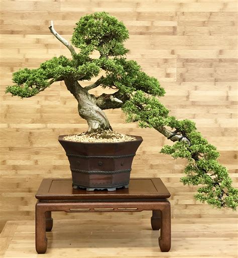 Chinese Juniper Bonsai - Greenwood Bonsai Studio