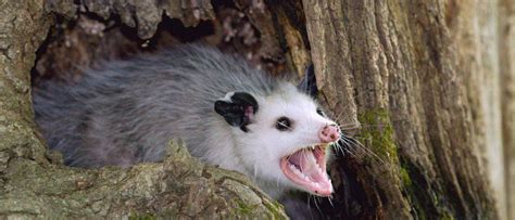 Do Opossums Eat Ticks? - A-Z Animals