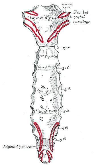 Xiphoid Process Pain: Causes, Symptoms, & Treatments - YouMeMindBody