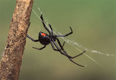 Black Widow Spider Wallpaper - WallpaperSafari