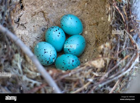 Wood Thrush Eggs