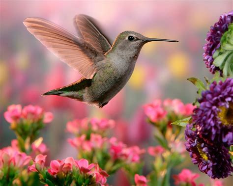 Download Pink Flower Flower Bird Animal Hummingbird HD Wallpaper