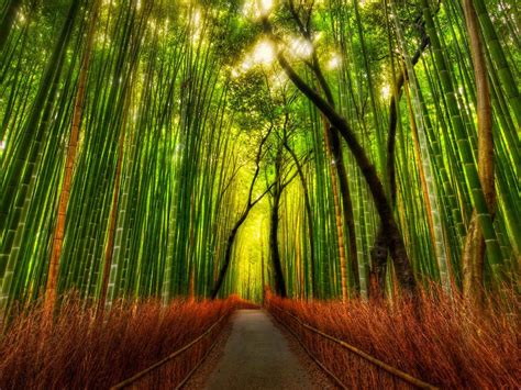 Sagano Bamboo Forest Wallpapers - Wallpaper Cave