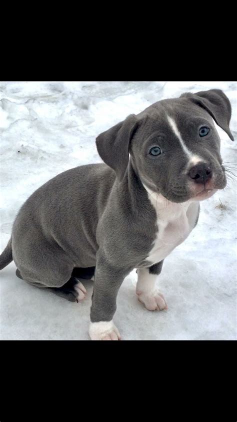 Baby Blue Nose Pitbull Puppies