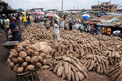 Yam export: Nigerian farmers begin registration - Ships & Ports