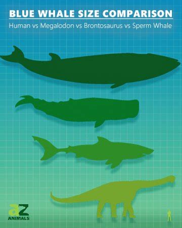 Blue Whale Size Comparison: Just How Big is the Biggest Animal in the World? - A-Z Animals