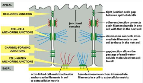 Gap Junctions Tight Junctions Desmosomes