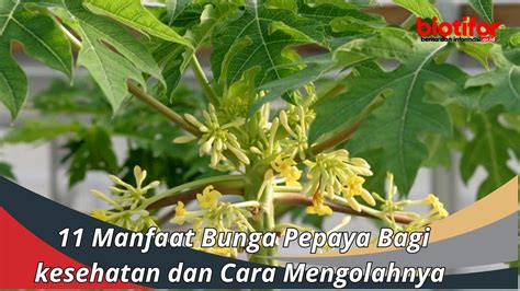 11 Manfaat Bunga Pepaya Bagi kesehatan dan Cara Mengolahnya - Biotifor