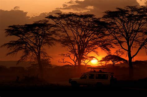 Best African Safari Sunset Stock Photos, Pictures & Royalty-Free Images - iStock