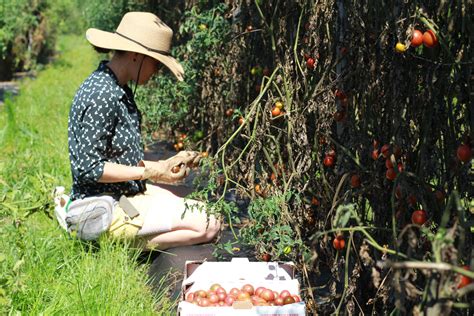 What it Means to Glean: The History and Future of Gleaning — Transition ...