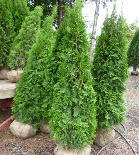 Hedging Cedar Trees | Cedar trees, Easy landscaping, Cedar hedge